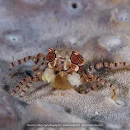 Boxing Crab, photo 7
