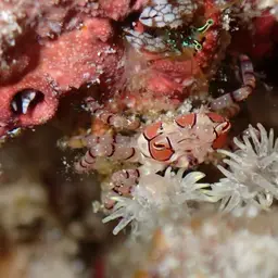 Boxing Crab, photo 8