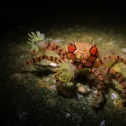 Boxing Crab, photo 9