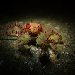 Boxing Crab, photo 10
