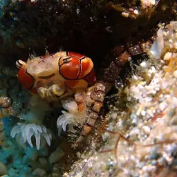 Boxing Crab, photo 11