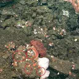 Alaska Stony Coral