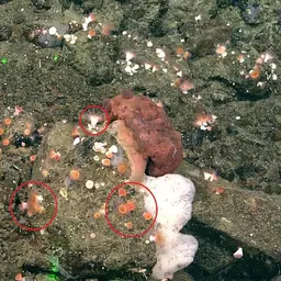 Alaska Stony Coral, photo 2