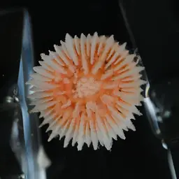 Alaska Stony Coral, photo 3