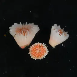 Alaska Stony Coral, photo 4
