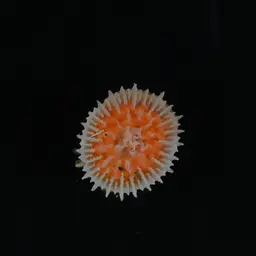 Alaska Stony Coral, photo 5