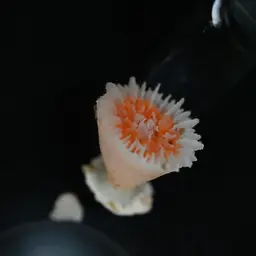 Alaska Stony Coral, photo 6