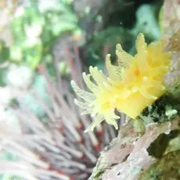 Alaska Stony Coral, photo 7