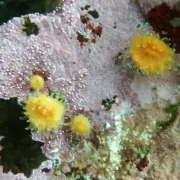 Alaska Stony Coral, photo 8