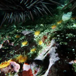 Alaska Stony Coral, photo 9