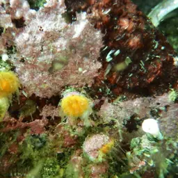 Alaska Stony Coral, photo 10