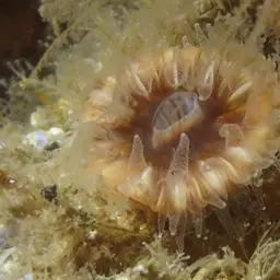 Alaska Stony Coral, photo 12