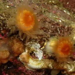Arnold's Stony Coral