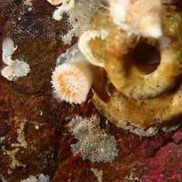 Arnold's Stony Coral, photo 2