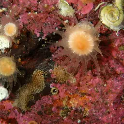 Arnold's Stony Coral, photo 3