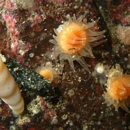 Arnold's Stony Coral, photo 4