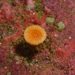 Arnold's Stony Coral, photo 5