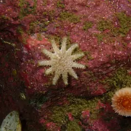 Arnold's Stony Coral, photo 6