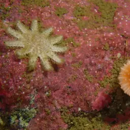 Arnold's Stony Coral, photo 7