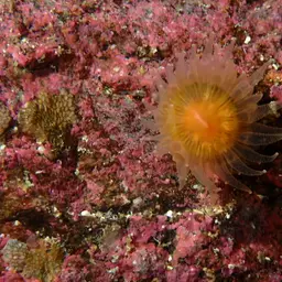Arnold's Stony Coral, photo 8