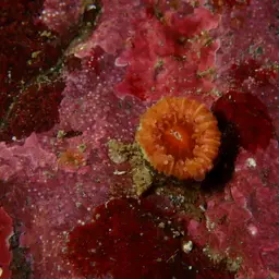 Arnold's Stony Coral, photo 9