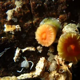 Arnold's Stony Coral, photo 10