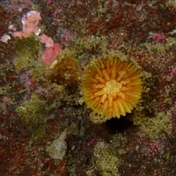 Arnold's Stony Coral, photo 11
