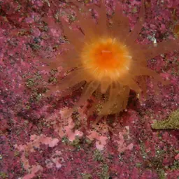 Arnold's Stony Coral, photo 12