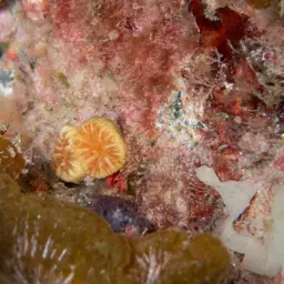 Cup Coral