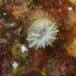 Southern Cup Coral