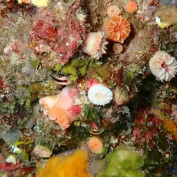 Southern Cup Coral, photo 2