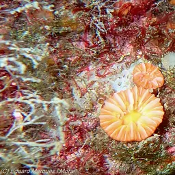 Southern Cup Coral, photo 3