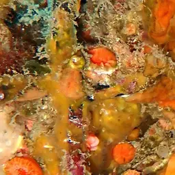 Southern Cup Coral, photo 4