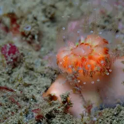 Southern Cup Coral, photo 6