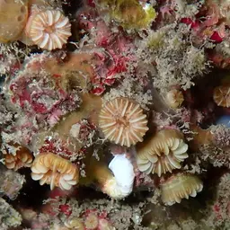 Southern Cup Coral, photo 7