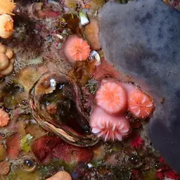 Southern Cup Coral, photo 8