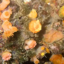 Southern Cup Coral, photo 9