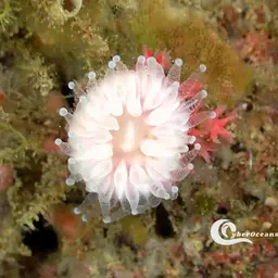 Southern Cup Coral, photo 10