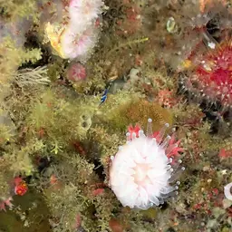 Southern Cup Coral, photo 11