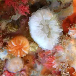 Southern Cup Coral, photo 12
