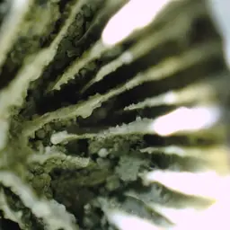 Caryophyllia quadragenaria, photo 2