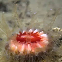 Devonshire Cup-coral, photo 2