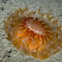 Devonshire Cup-coral, photo 9