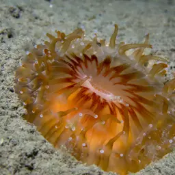 Devonshire Cup-coral, photo 10