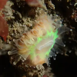 Devonshire Cup-coral, photo 12