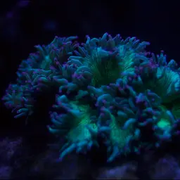 Elegance Coral, photo 2