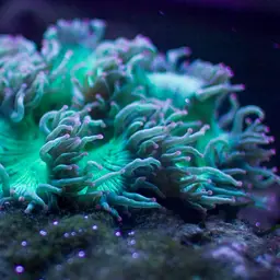 Elegance Coral, photo 3