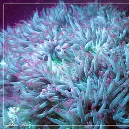 Elegance Coral, photo 4