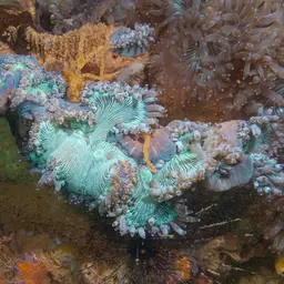Elegance Coral, photo 5