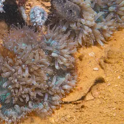 Elegance Coral, photo 6